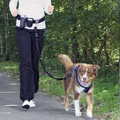 Trixie Waist Belt with Dog Leash Hands Free for Dogtrekking