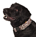 Dingo Adjustable Dog Collar America Nevada 3.0cm/60cm