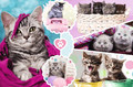 Trefl Children's Puzzle Sweet Cats 160pcs 6+