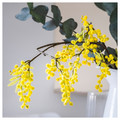 SVARTOXBÄR Scented candle in glass, Mimosa/yellow, 45 hr