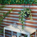 FEJKA Artificial potted plant, indoor/outdoor/tradescantia zebrina, 12 cm