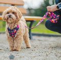 CHABA Dog Harness Guard Story Size M 2.0cm, marigold