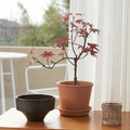 FEJKA Artificial potted plant, in/outdoor maple, 12 cm