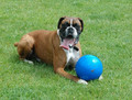 Boomer Dog Ball L - 8" / 20cm, blue