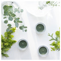 JÄMTSKOGEN Scented tealight, cypress & eucalyptus/dark green, 3.5 hr