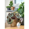 FRIDFULL Plant pot, water hyacinth, 19 cm