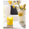 SVARTOXBÄR Scented candle in glass, Mimosa/yellow, 45 hr