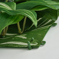 FEJKA Artificial plant, wall mounted in/outdoor/foliage, 25x25 cm