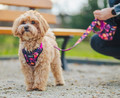 CHABA Adjustable Dog Leash Story L 25mm/260cm, marigold