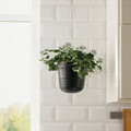 PÄRLRÖNN Hanging planter, in/outdoor/black, 15 cm