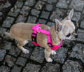 Dingo Dog Harness Size S, pink