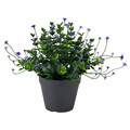 FEJKA Artificial potted plant, in/outdoor/flowering lilac, 12 cm