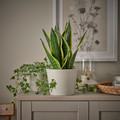 KÖRSBÄRSBJÖRK Plant pot, light grey/beige, 15 cm