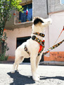 Dingo Adjustable Dog Collar City - Chiapas 2.0cm/45cm