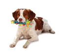 Petstages Cool Teething Stick Dog Chew