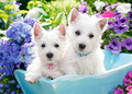 Castorland Children's Puzzle Westie Puppies 60pcs 5+