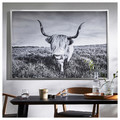BJÖRKSTA Picture with frame, curious cow/aluminium-colour, 140x100 cm