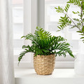 FEJKA Artificial potted plant, indoor/outdoor Whitley Giant, 9 cm