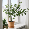FEJKA Artificial potted plant, in/outdoor lemon, 15 cm