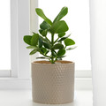 CHIAFRÖN Plant pot, indoor/outdoor light grey, 15 cm