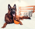LickiMat Wobble Deep Bowl for Dogs, soft, orange
