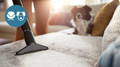 Philips 1000 Series XB1142/10 Bagless Cylinder Vacuum Cleaner, Black