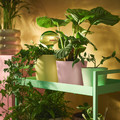 SOJABÖNA Plant pot, light green, 9 cm
