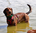 Dingo Dog Harness Guard Scandi 3cm Size M, red