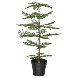FEJKA Artificial potted plant, in/outdoor Norfolk island pine, 15 cm