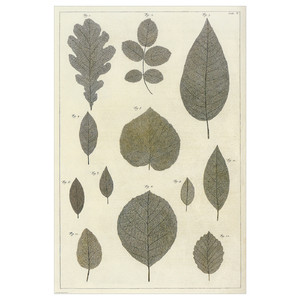 BILD Poster, botanic leaves collection, 61x91 cm