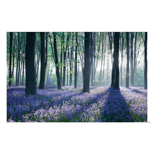 PJÄTTERYD Picture, lilac forest, 118x78 cm