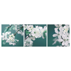 PJÄTTERYD Picture, set of 3, cherry blossom/white, 56x56 cm