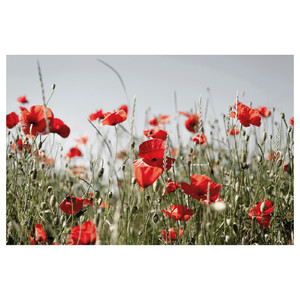 PJÄTTERYD Picture, red wildflowers, 118x78 cm