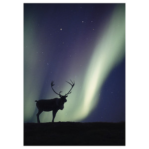 PJÄTTERYD Picture, reindeer and aurora borealis, 50x70 cm