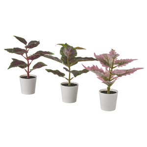 FEJKA Artificial potted plant w pot, set of 3, in/outdoor Painted nettle, 6 cm