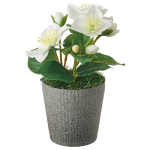 VINTERFEST Artificial potted plant with pot, Christmas rose white, 10 cm