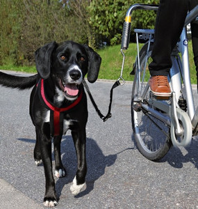 Trixie Dog Leash for Cycling