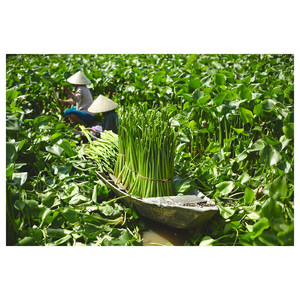 FRIDFULL Plant pot, water hyacinth, 19 cm