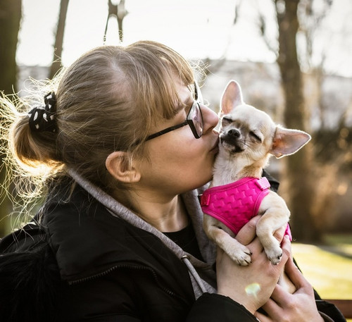 Dingo Dog Harness Size M, pink