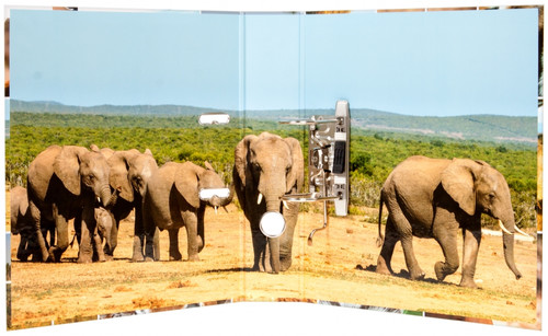 Lever Arch File A4 7cm, wild animals