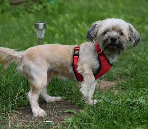 Dingo Anti-Pressure Dog Harness with Adjustment M, red