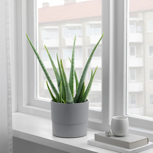 NYPON Plant pot, indoor/outdoor, grey, 15 cm