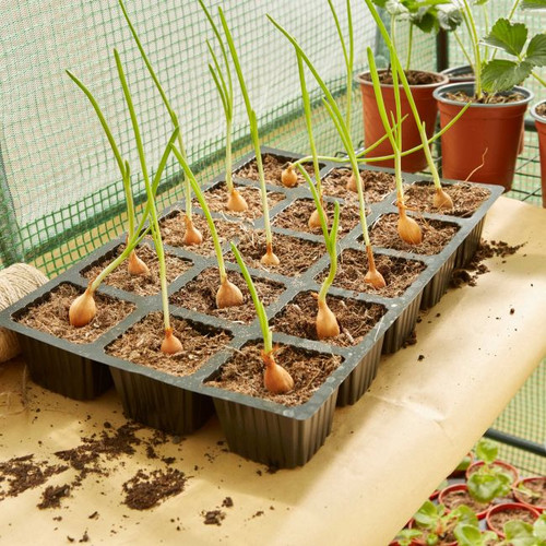 Verve Tray Seed Pots 5.2 x 5.2 x 15cm 5pcs
