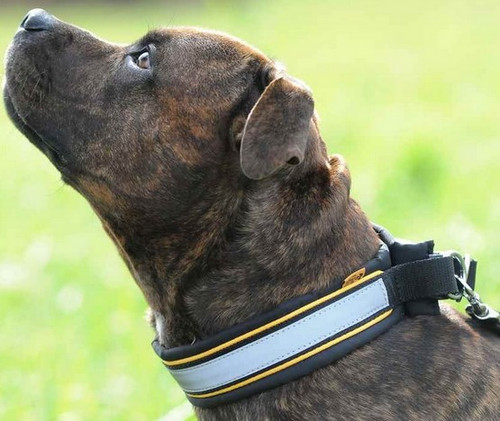 Dingo Adjustable Reflective Dog Collar 4.5x37-43cm