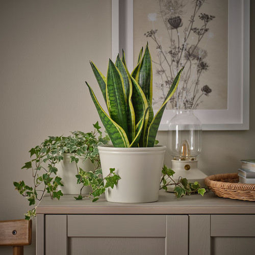 KÖRSBÄRSBJÖRK Plant pot, light grey/beige, 15 cm