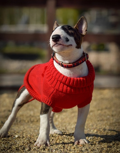 Zolux Dog Sweater Legend T40 40cm, red