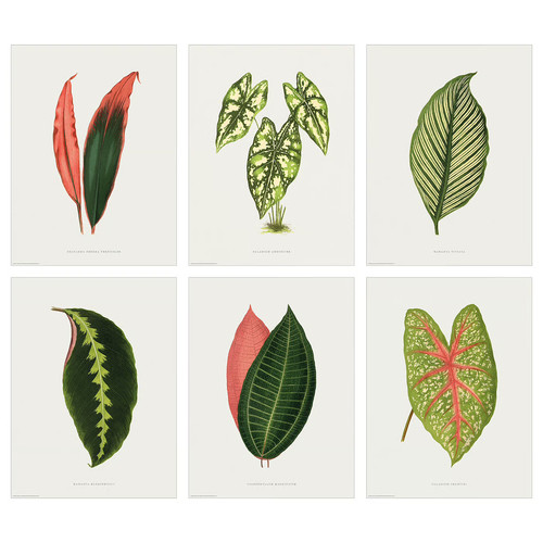 BILD Poster, collection of leaves, 30x40 cm, 6 pack