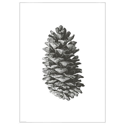 BILD Poster, pine cone, 50x70 cm