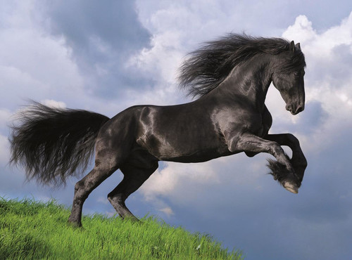 Clementoni Jigsaw Puzzle HQ Friesian Black Horse 500pcs 14+