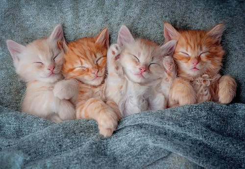 Castorland Jigsaw Puzzle The Sweetest Kittens 1000pcs 9+